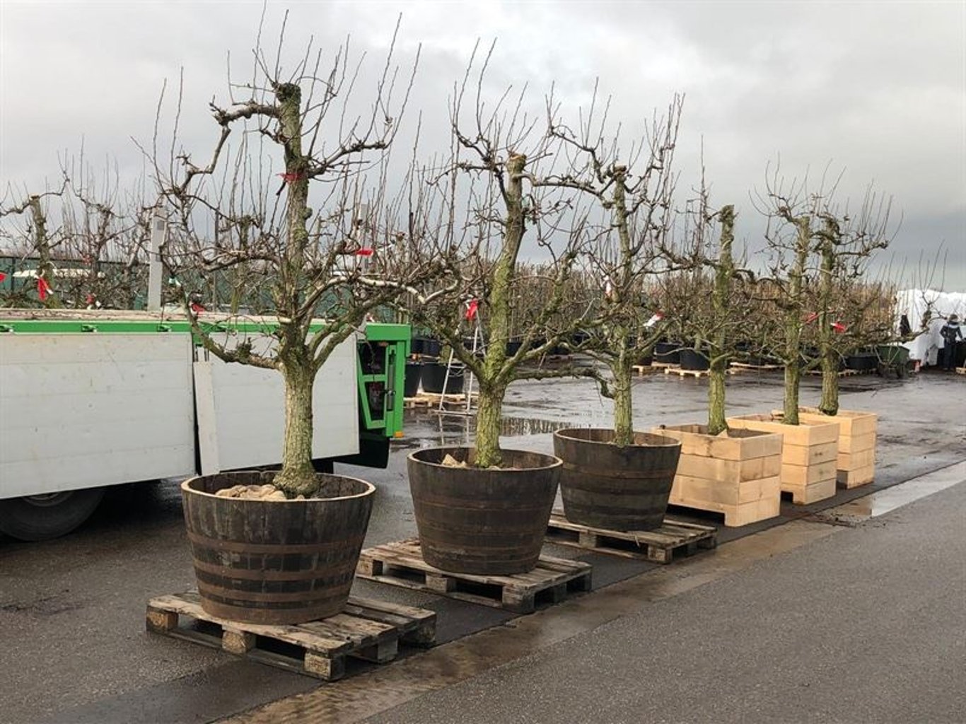 Pyrus c. 'Doyenné du Comice' - C100